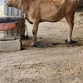 tohym tuwe