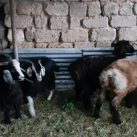 tokly çebiş