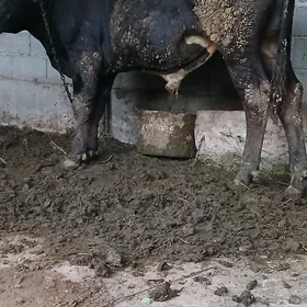 Öküz 2 ýaşa golaý