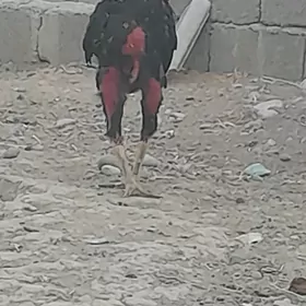 taşkent horaz