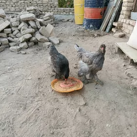Brama towuklar