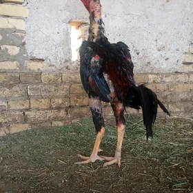 ozbek vc nems
