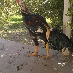 Horaz