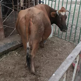Сыгыр