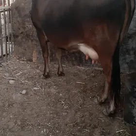 сыгыр