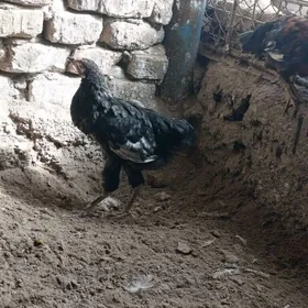 5 aylyk sağdyn juyje