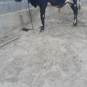 öküz