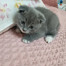 британские котята