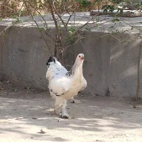 brama towuk