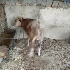 Öküz