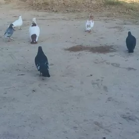 kepderi