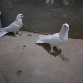 kepderi.