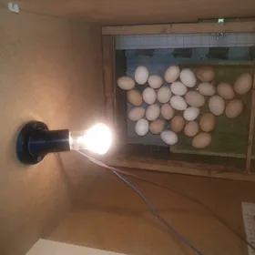 Inkibator