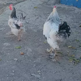 brama horazy we towugy