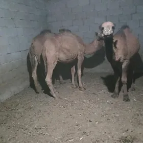 owsuk