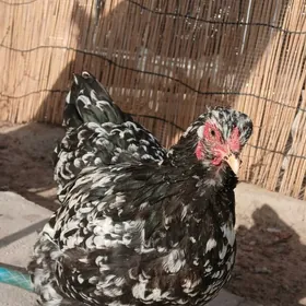 brama myramyr