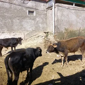 öküzler