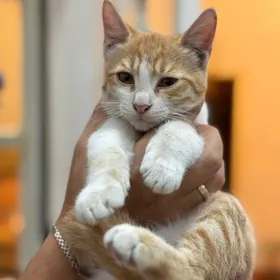 котик рыжий
