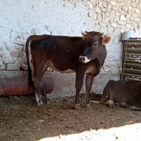 Tüwe