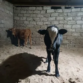 öküz we tuwe