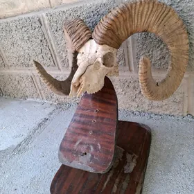 голова козла