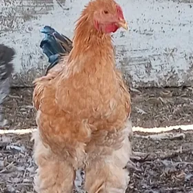 BRAMA