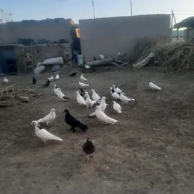 Kepderi