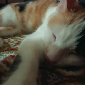 Pişik