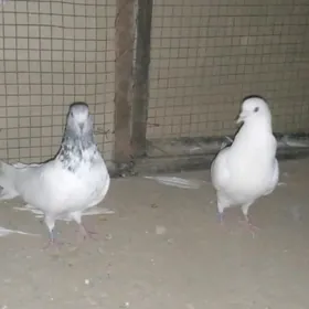 kepderi
