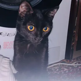 кошка