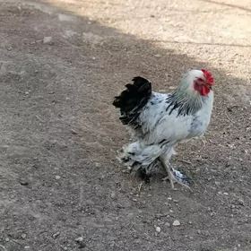 brama horaz