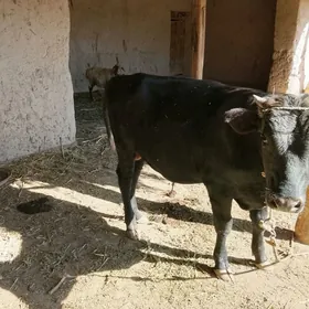 ökizökiz