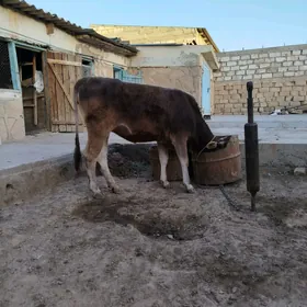 tüwe we öküzçe