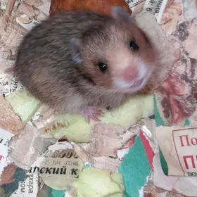 хомяк