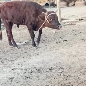 ökuz