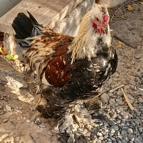 brama