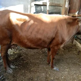 kysyr semiz inak