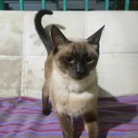 Сиамская кошка