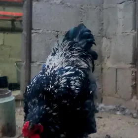 Brama horaz