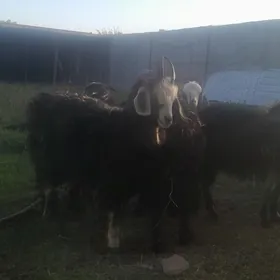 çebis