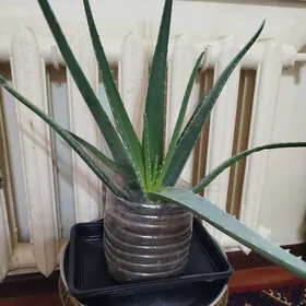 aloe gül