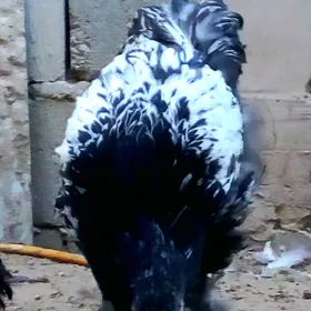 Brama horazlar