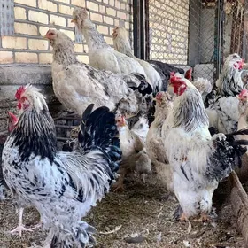 Arassa Troyka Horaz towuk
