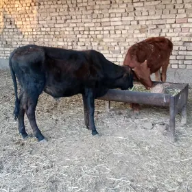 ÖKÜZ GULAJYN