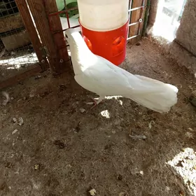 Kepderi