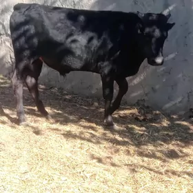 ökuz