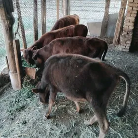 Gulajyn