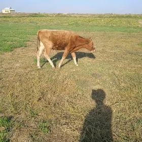 okuz 3sany