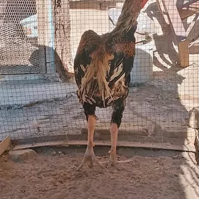 baysow horaz