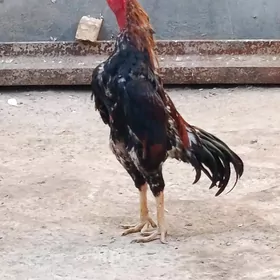 horaz
